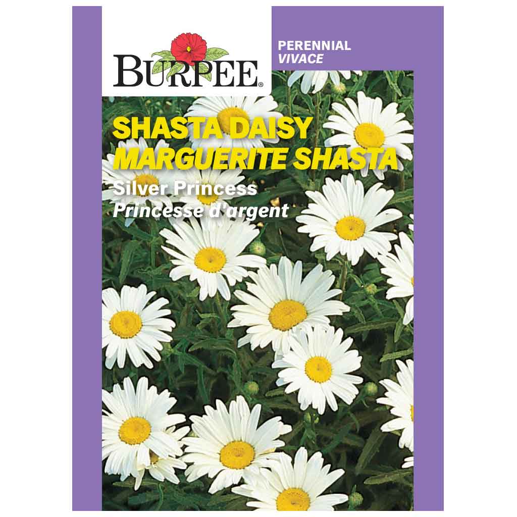 BURPEE SHASTA DAISY - SILVER PRINCESS