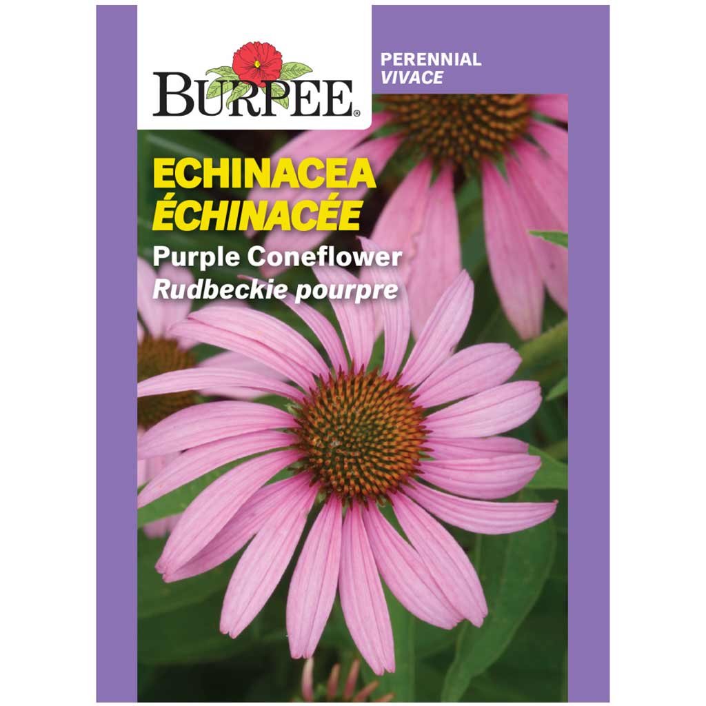 BURPEE ECHINACEA