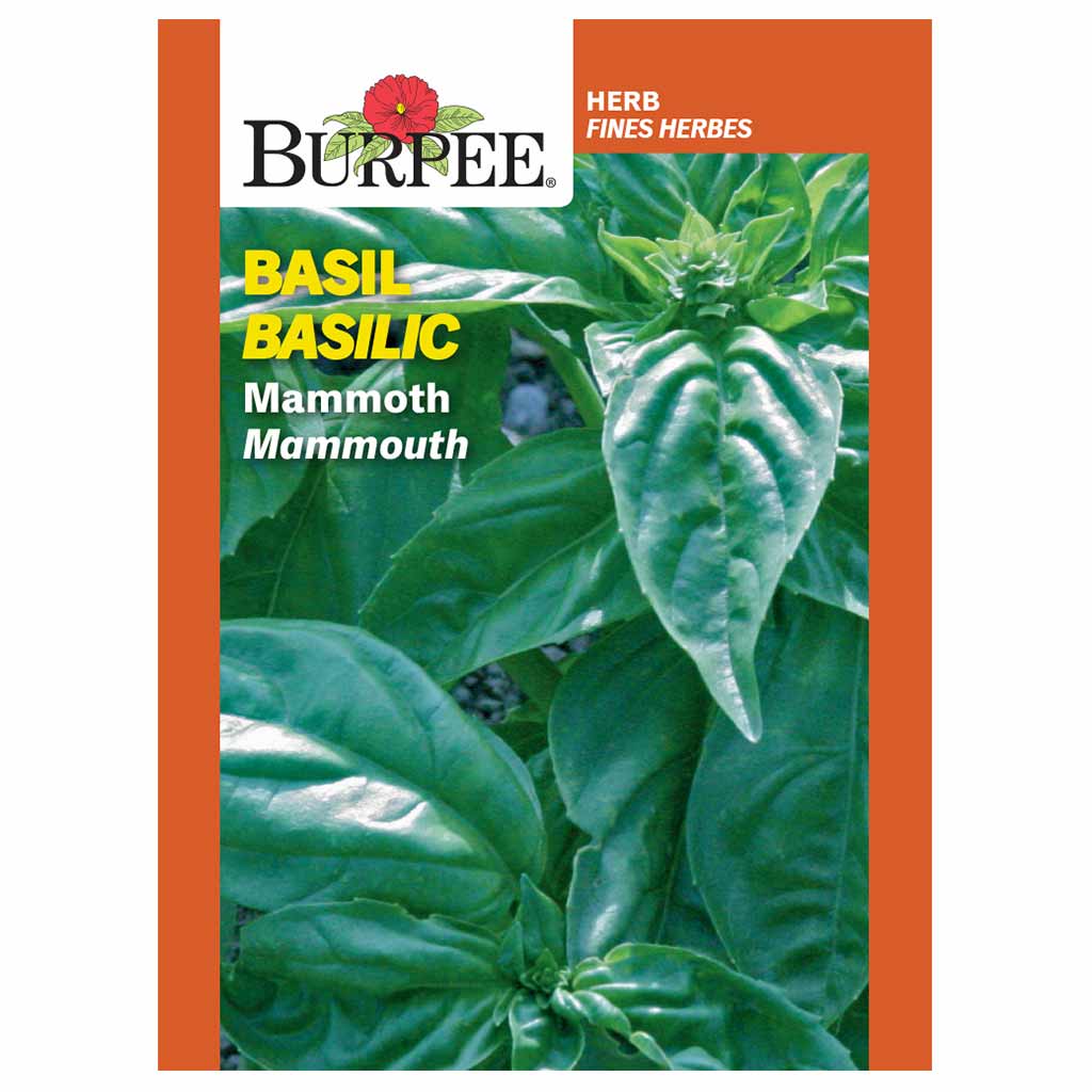 BURPEE HERB BASIL - MAMMOTH