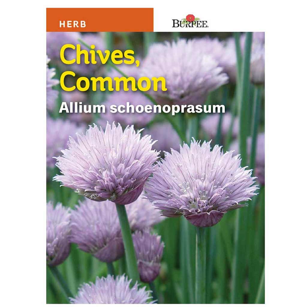 BURPEE HERB CHIVES 