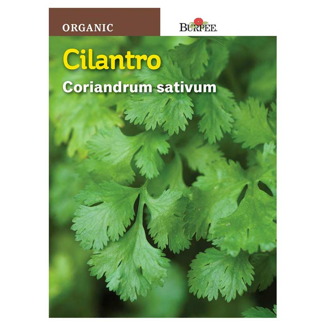 BURPEE HERB CILANTRO