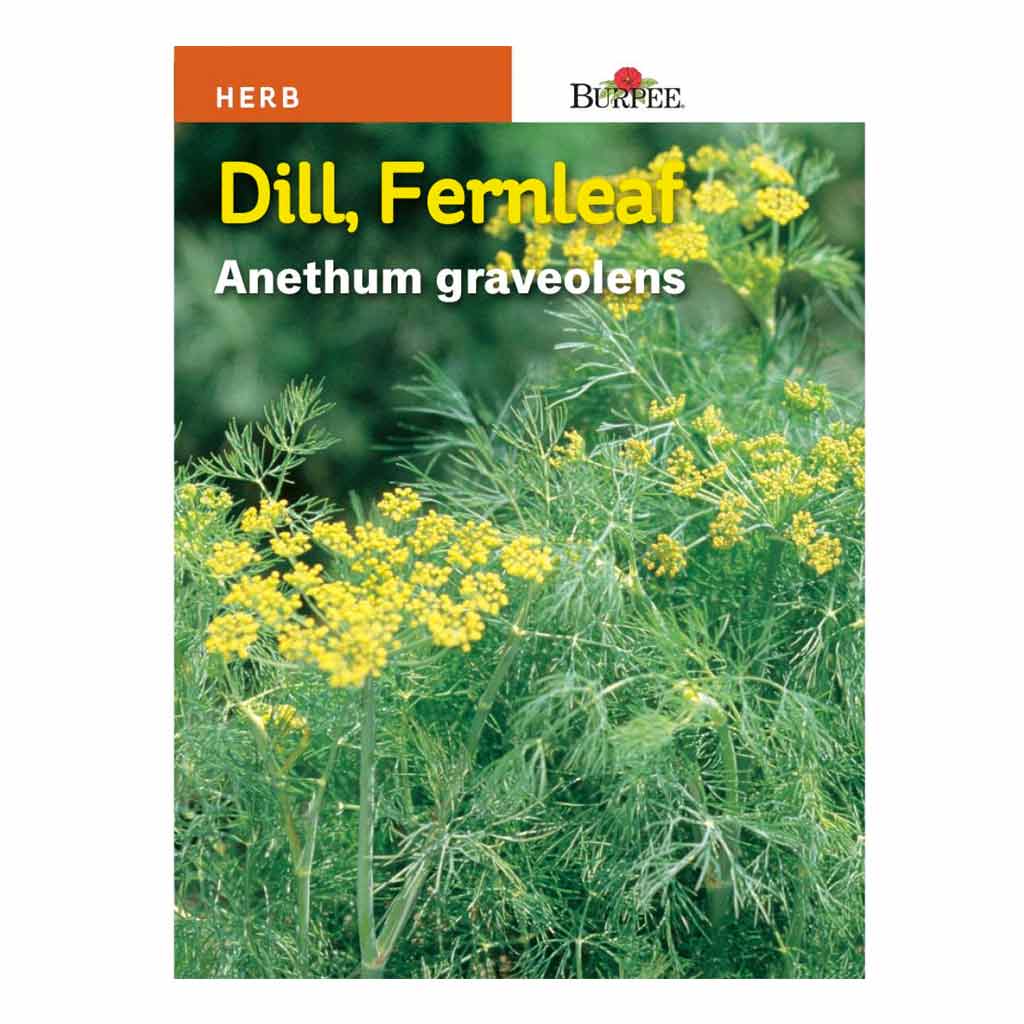 BURPEE HERB DILL - FERNLEAF