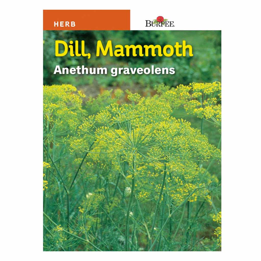 BURPEE HERB DILL - MAMMOTH