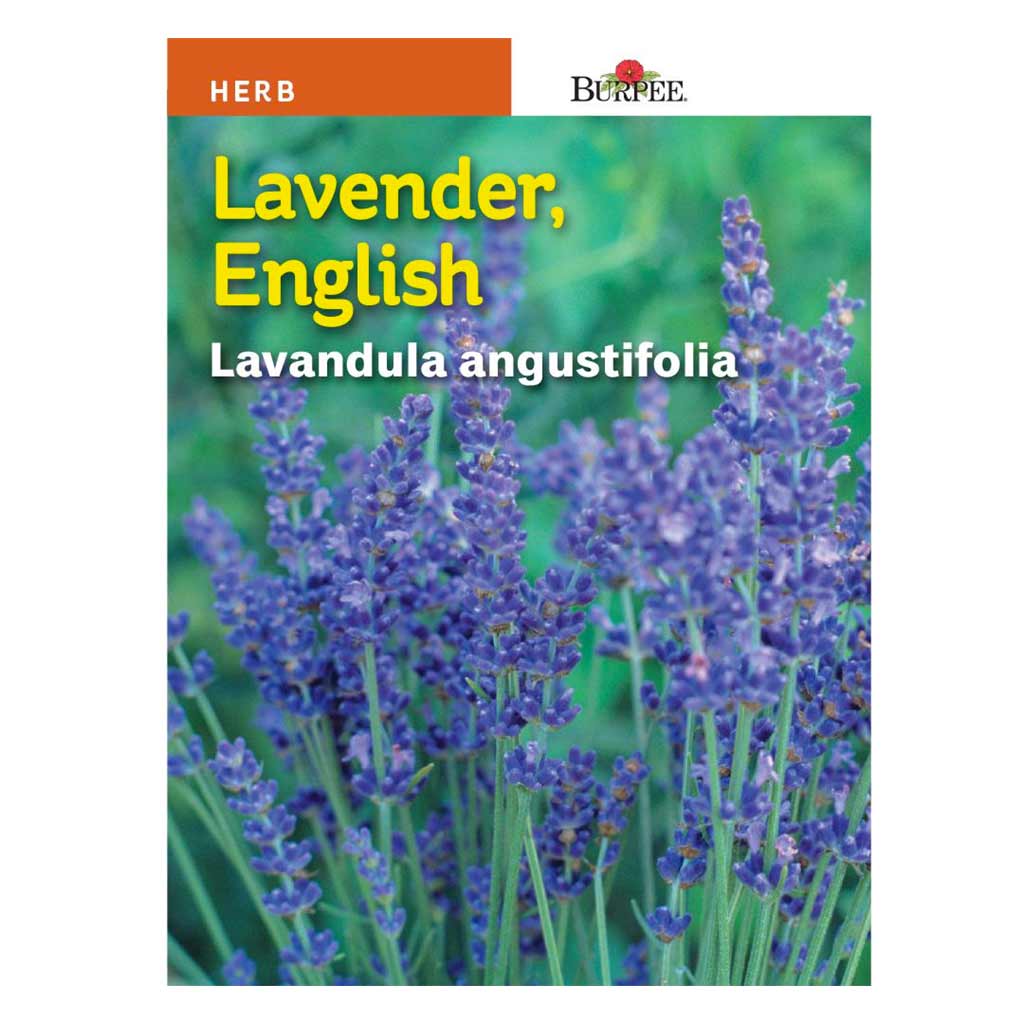 BURPEE HERB LAVENDER - ENGLISH