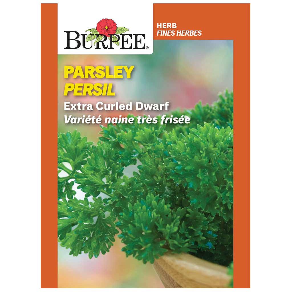 BURPEE HERB PARSLEY - EXTRA CURLED DWARF