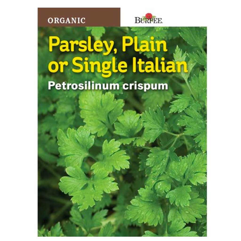 BURPEE HERB PARSLEY - ITALIAN