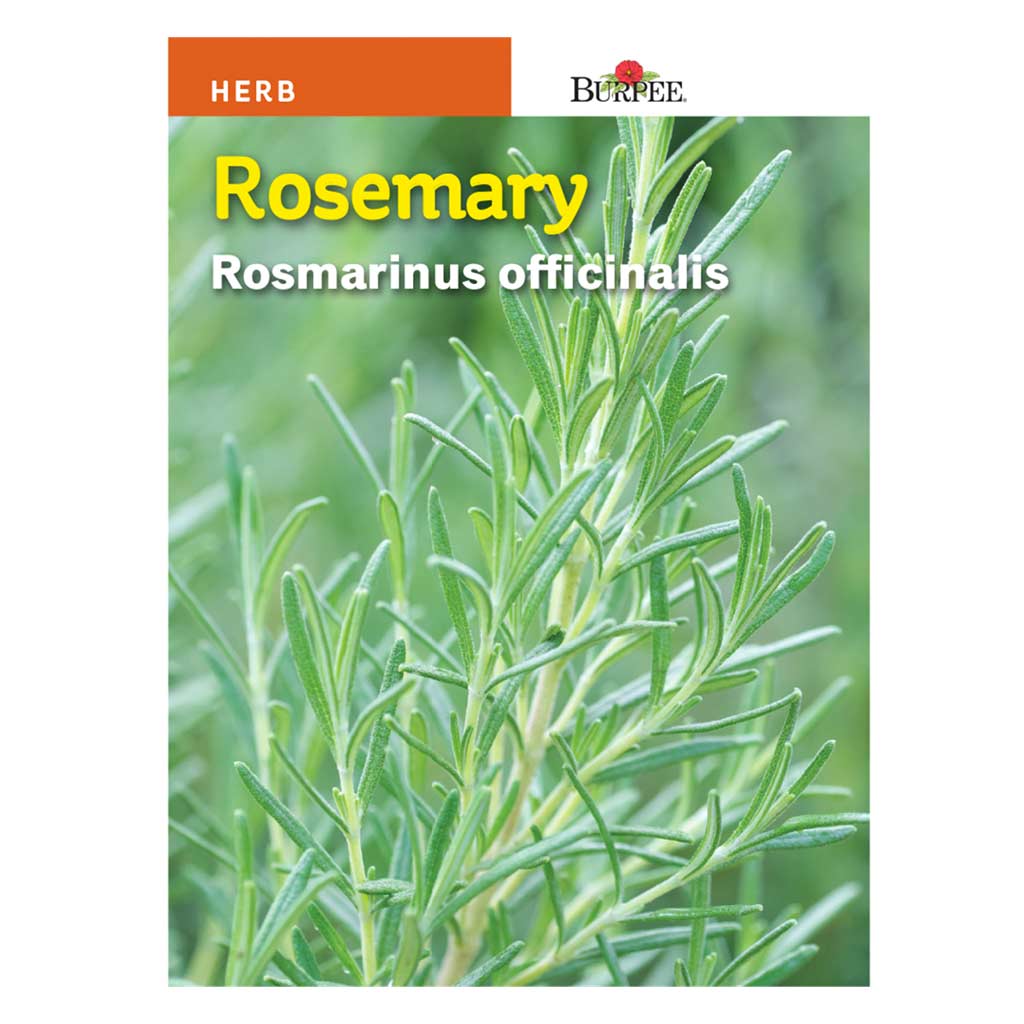 BURPEE HERB ROSEMARY