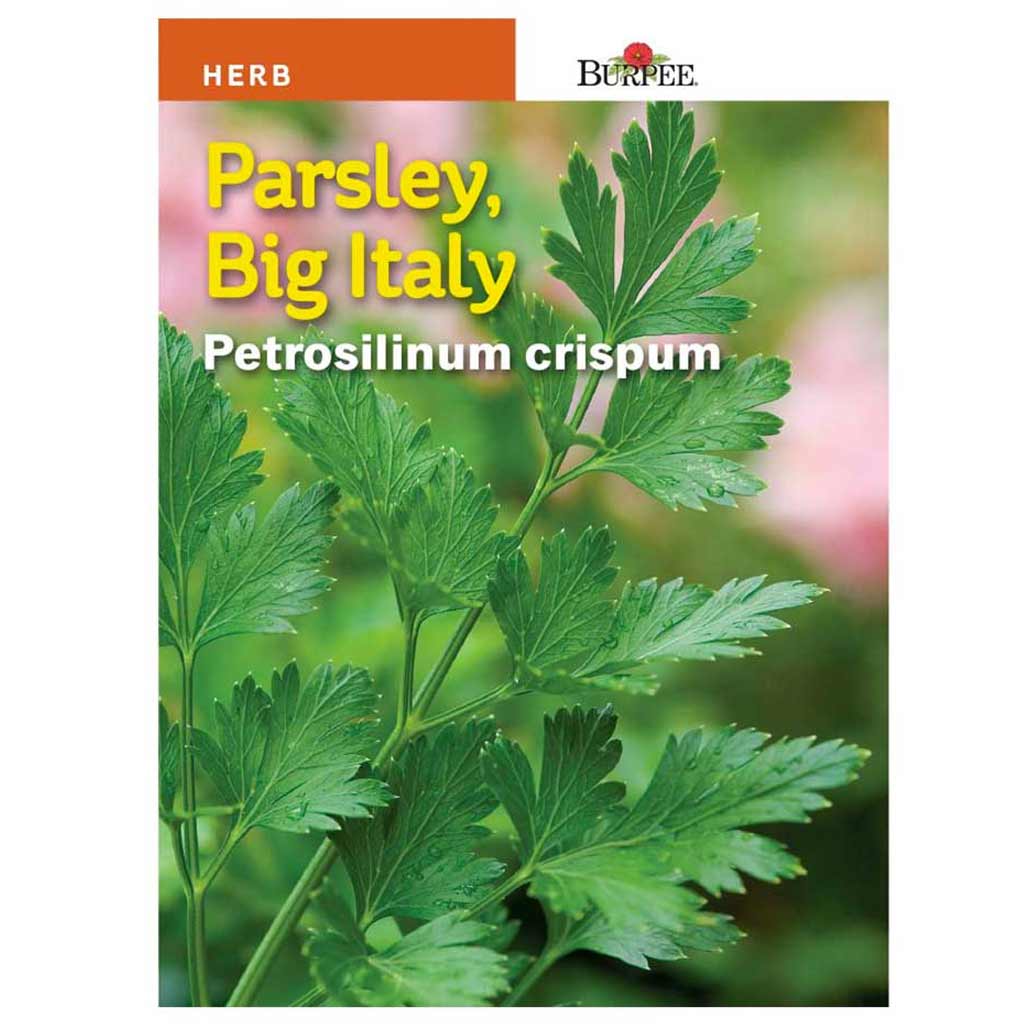 BURPEE HERB PARSLEY - BIG ITALY