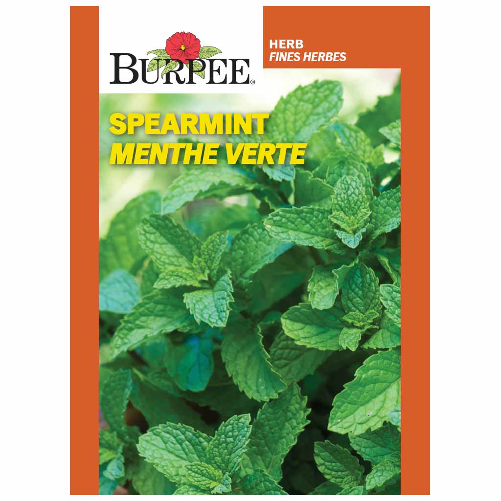 BURPEE HERB SPEARMINT