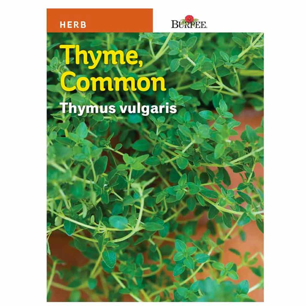 BURPEE HERB THYME