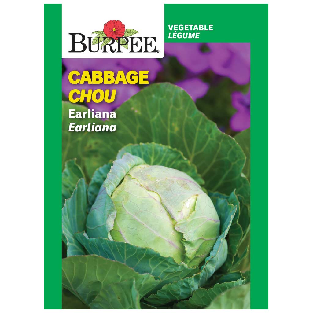 BURPEE CABBAGE - EARLIANA 