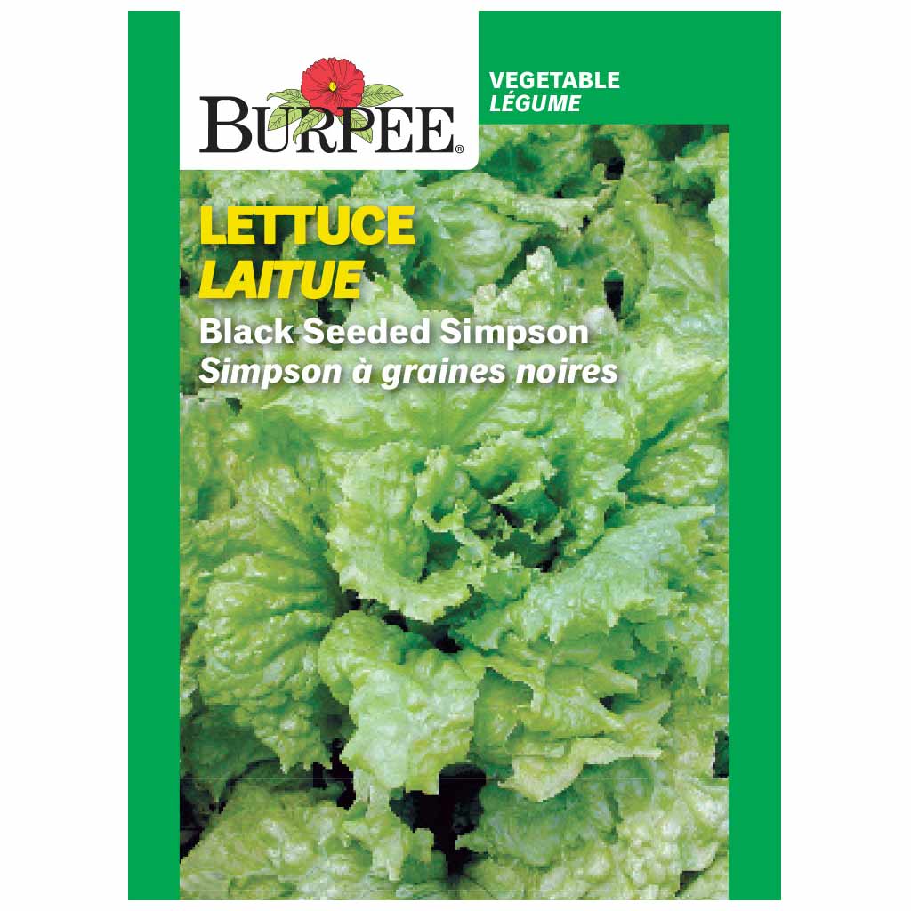 BURPEE LETTUCE - BLACK SEEDED SIMPSON