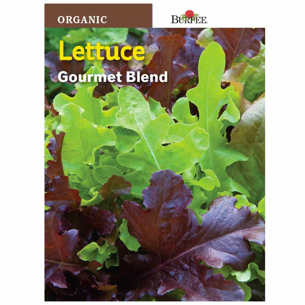 BURPEE LETTUCE - GOURMET BLEND