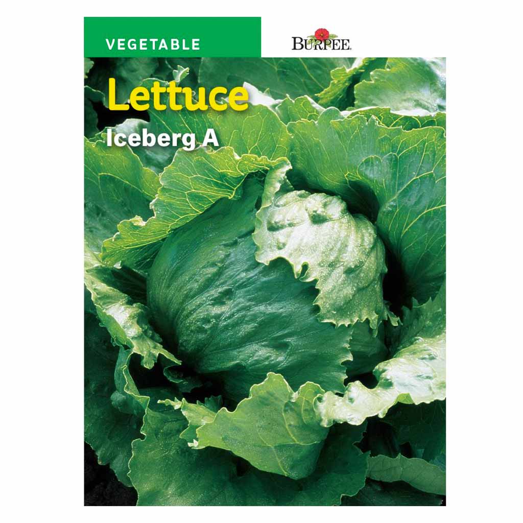 BURPEE LETTUCE - ICEBERG A