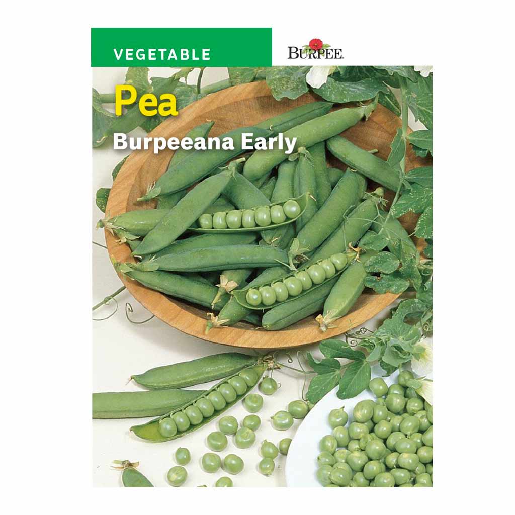 BURPEE PEA - BURPEEANA EARLY 