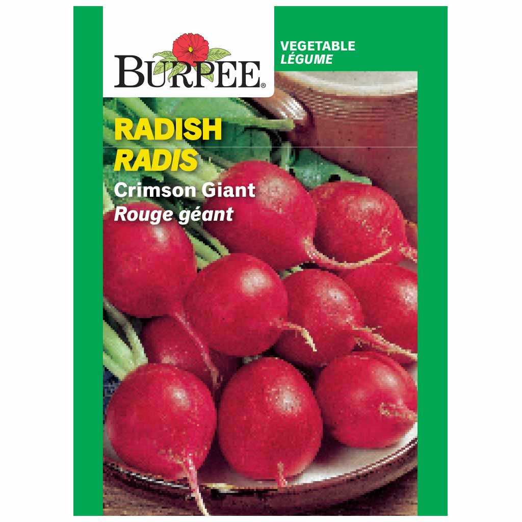 BURPEE RADISH - CRIMSON GIANT