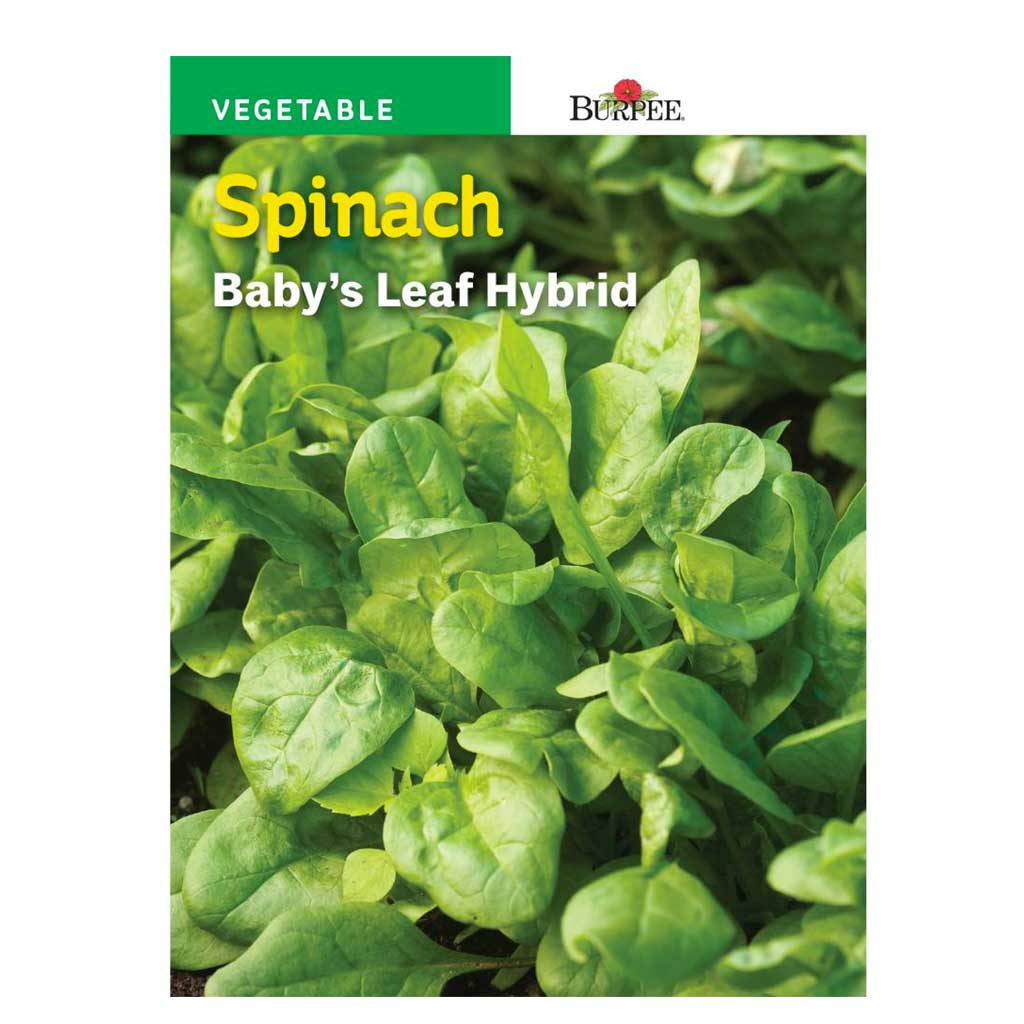 BURPEE SPINACH - BABY'S LEAF HYBRID