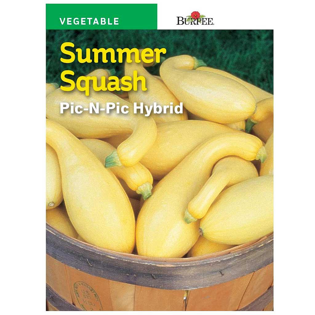 BURPEE SUMMER SQUASH - PIC-N-PIC HYBRID