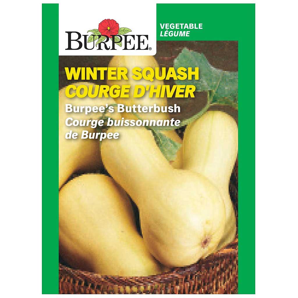 BURPEE WINTER SQUASH - BURPEE'S BUTTERBUSH