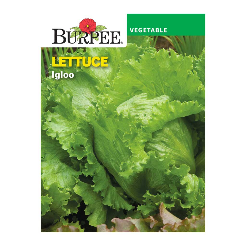 BURPEE LETTUCE - IGLOO