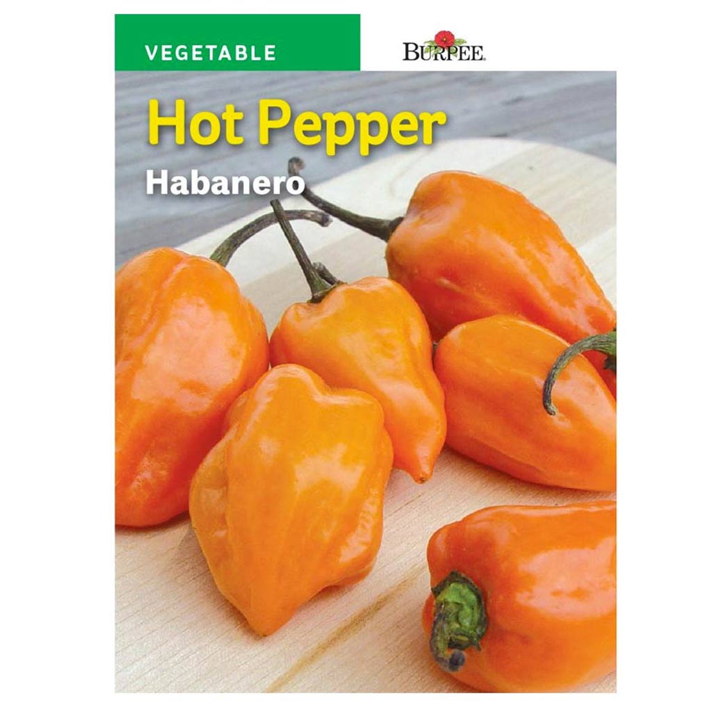 BURPEE HOT PEPPER - HABANERO