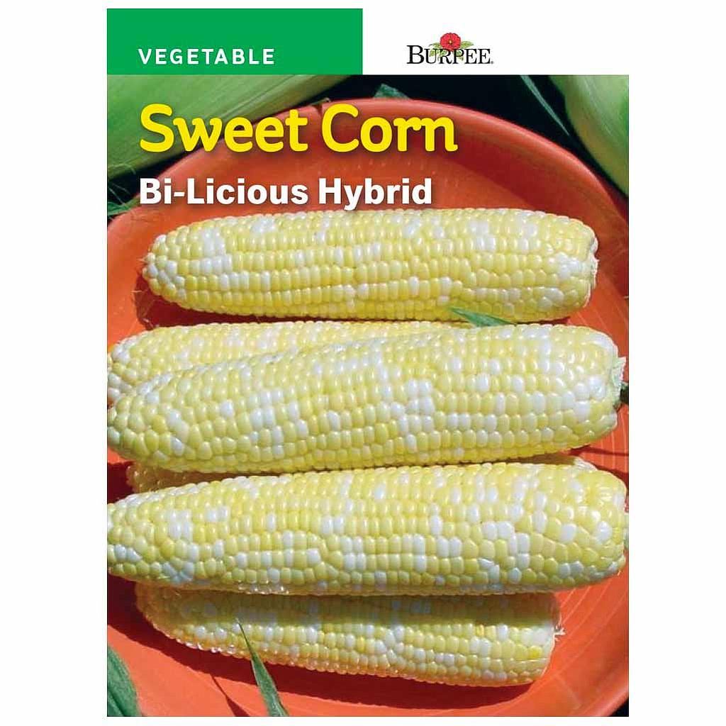 BURPEE SWEET CORN - BI-LICIOUS HYBRID