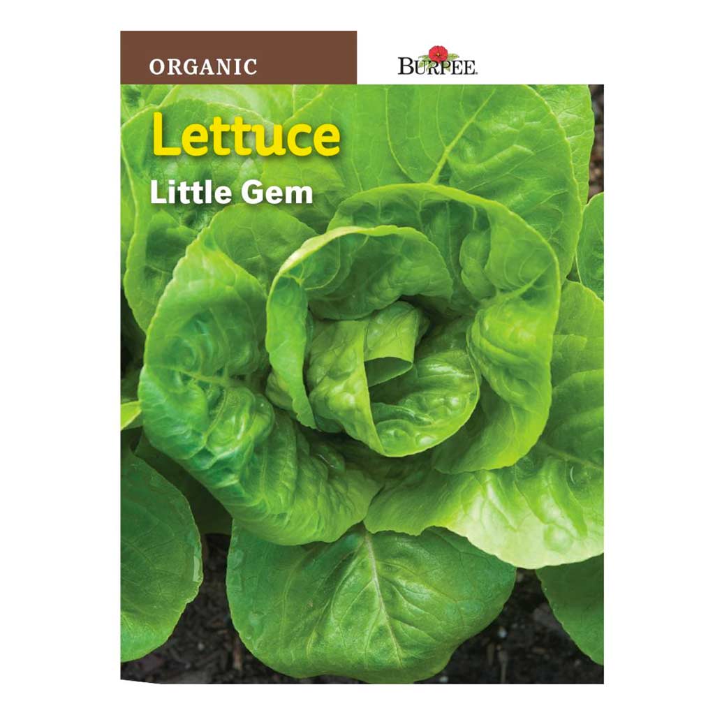 BURPEE LETTUCE - LITTLE GEM