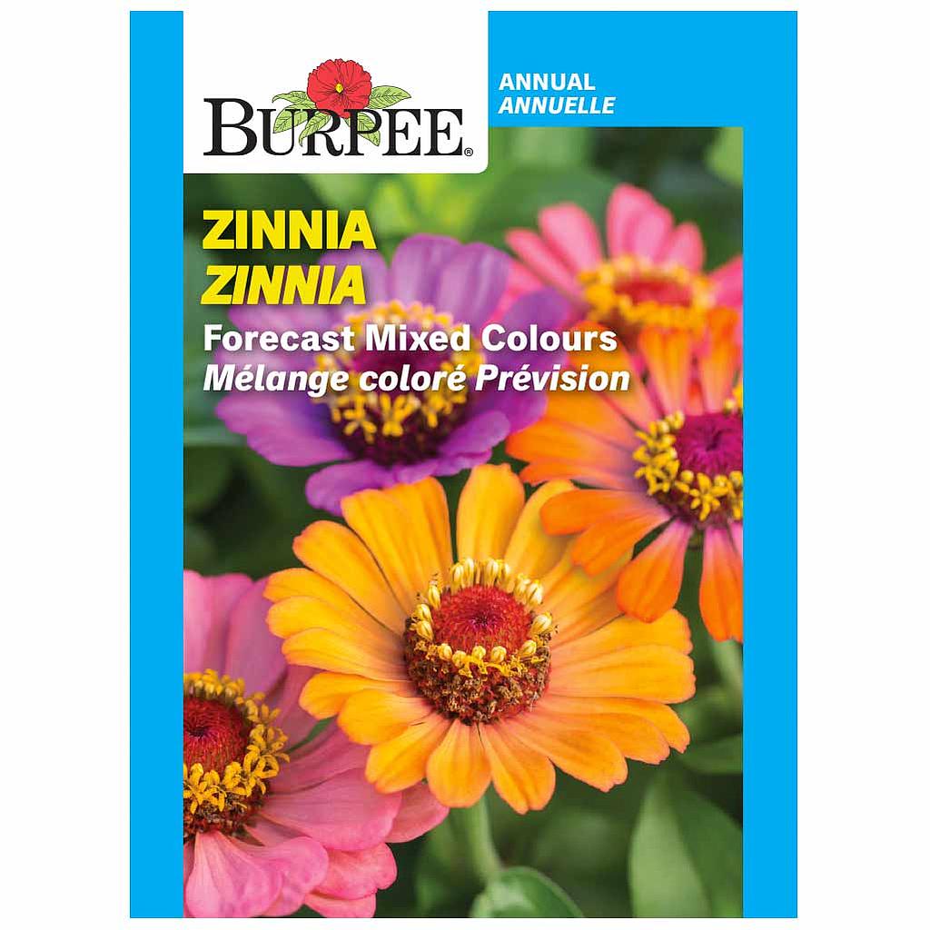 BURPEE ZINNIA - FORECAST MIXED COLOURS