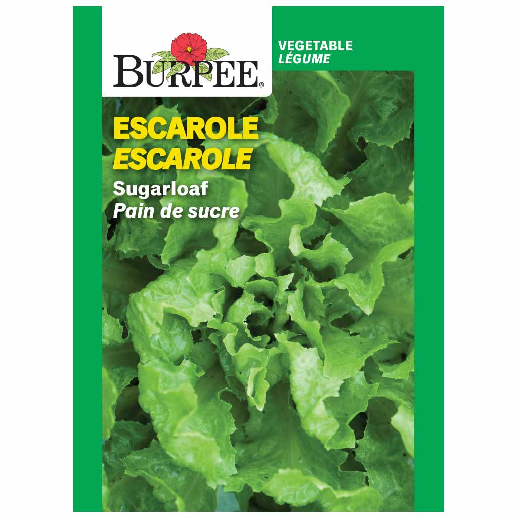 BURPEE ESCAROLE - SUGARLOAF