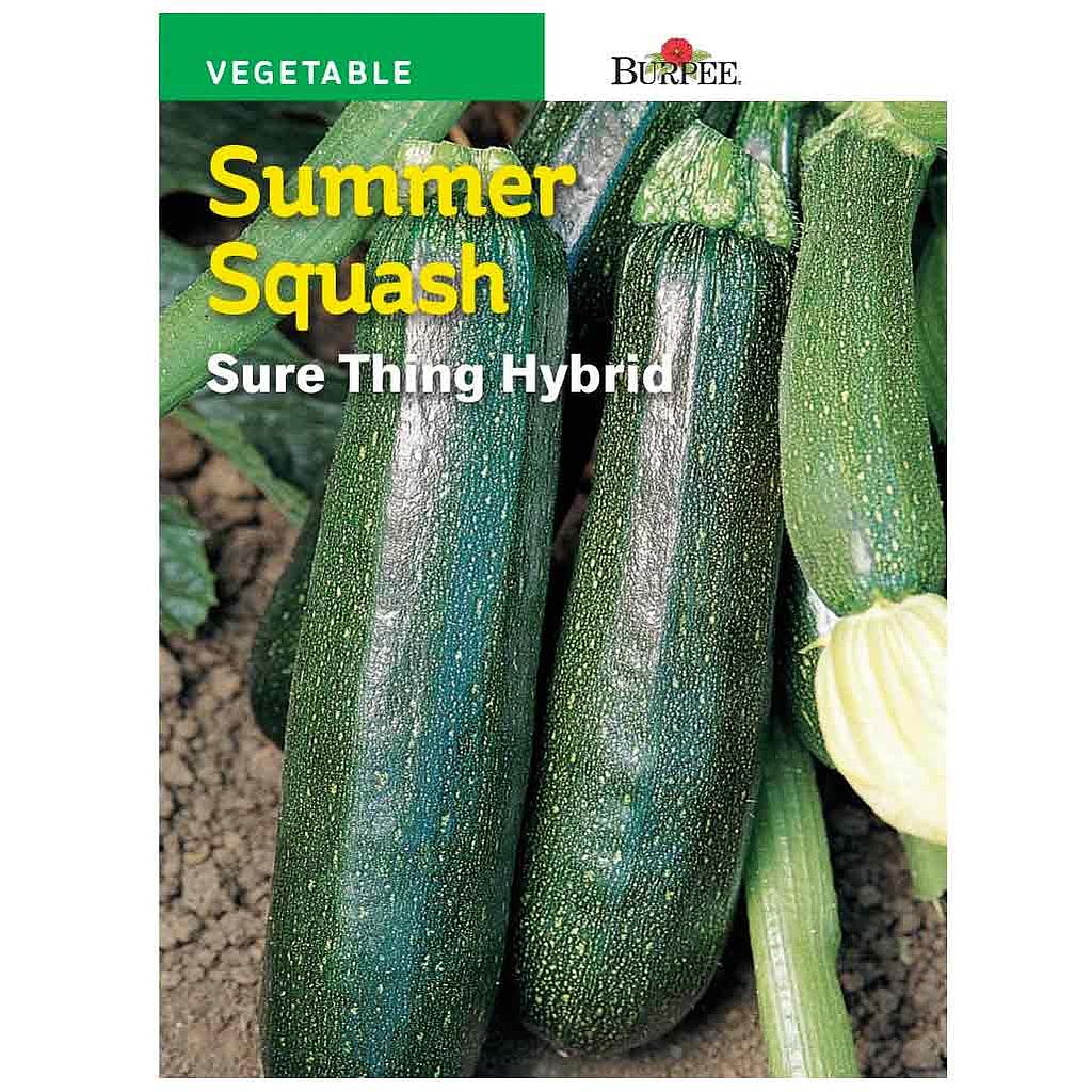 BURPEE SUMMER SQUASH - SURE THING HYBRID