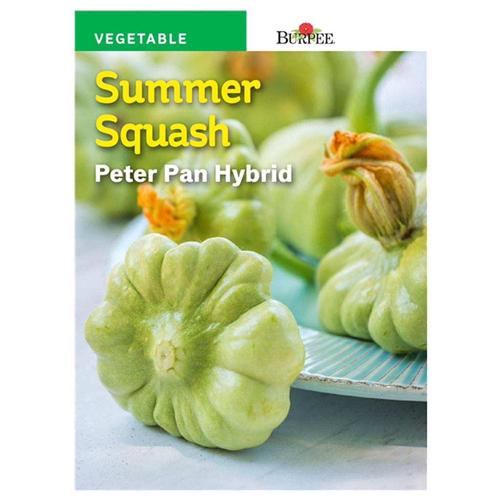 BURPEE SUMMER SQUASH - PETER PAN HYBRID