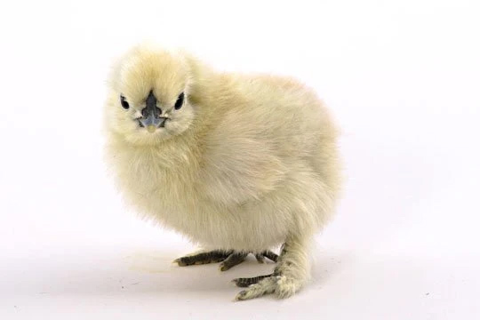 FREY'S DAY OLD SILKIE SPECIALITY BREED NON-SEXED