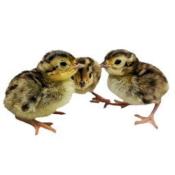 [10070158] FREY'S DAY OLD RINGNECK PHEASANTS NON SEXED 