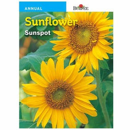 [10081128] BURPEE SUNFLOWER - SUNSPOT