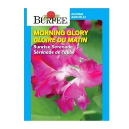 [10081154] BURPEE MORNING GLORY - SUNRISE SERENADE