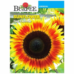 [10081168] BURPEE SUNFLOWER - FIRE CATCHER