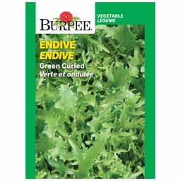 [10081192] BURPEE ENDIVE 