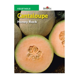 [10081204] BURPEE CANTALOUPE- HONEY ROCK