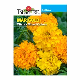 [10081216] BURPEE MARIGOLD - CLIMAX MIXED COLOURS