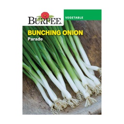 [10081218] BURPEE BUNCHING ONION - PARADE