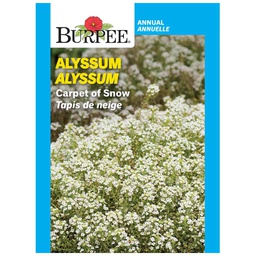 [10081254] BURPEE ALYSSUM - CARPET OF SNOW