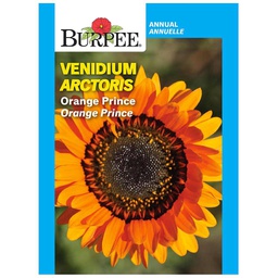 [10081266] BURPEE VENIDIUM - ORANGE PRINCE