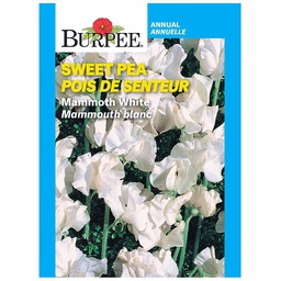 [10081284] BURPEE SWEET PEA - MAMMOTH WHITE