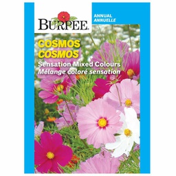 [10081308] BURPEE COSMOS - SEASHELLS MIXED COLOURS