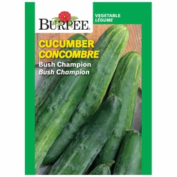 [10081334] BURPEE CUCUMBER - BUSH CHAMPION