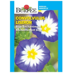 [10081370] BURPEE CONVOLVULUS