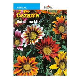 [10081382] BURPEE GAZANIA- SUNSHINE MIX