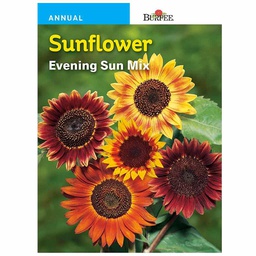 [10081414] BURPEE SUNFLOWER - EVENING SUN MIXED COLOURS