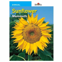 [10081416] BURPEE SUNFLOWER - MAMMOTH