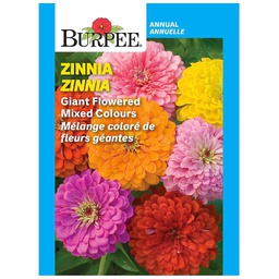 [10081430] BURPEE ZINNIA - GIANT FLOWERED MIXED COLOURS